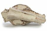 Fossil Oreodont (Eporeodon) Skull - South Dakota #249250-5